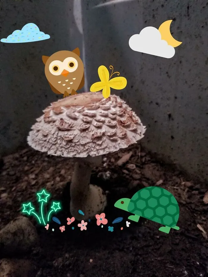 Mushroom With Added Arty Stickers.  Found This Shroom In My Tortoise Habitat And Was So Amazed.  Took A Cell Photo Of It And Got Crative With It