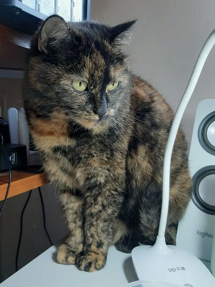 Kava, Adopted 10 Years Ago, Angry Even Since