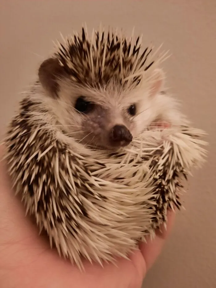 Meet My Spiky Boi, Klaus!