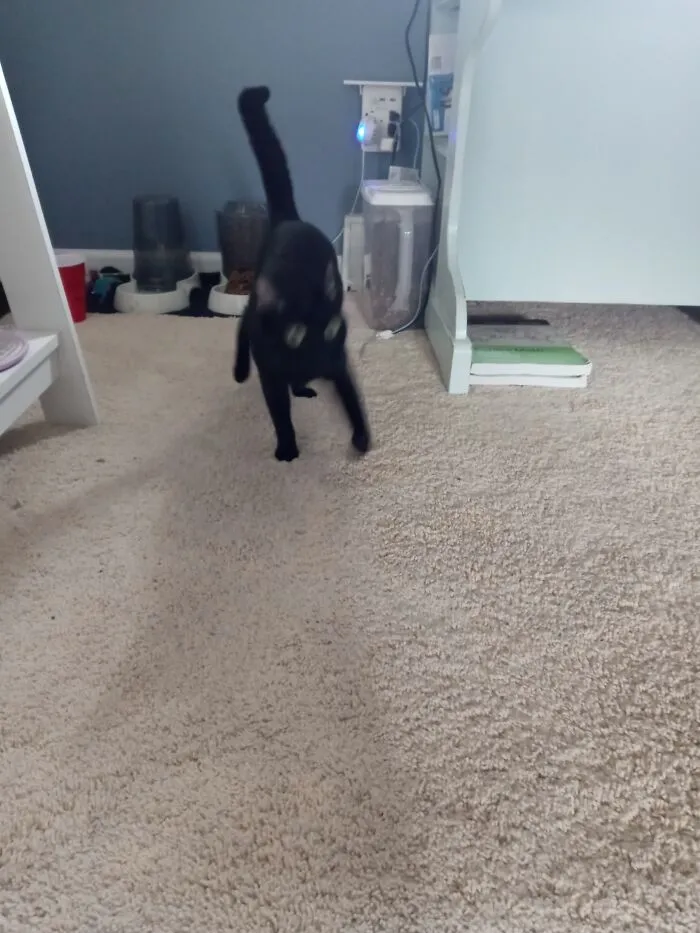Pure Shock And Terror
