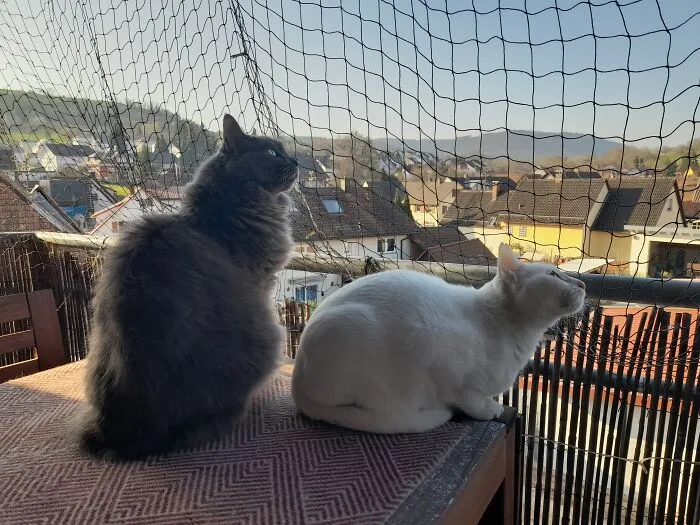 There Was A Bird's Nest On The Roof…