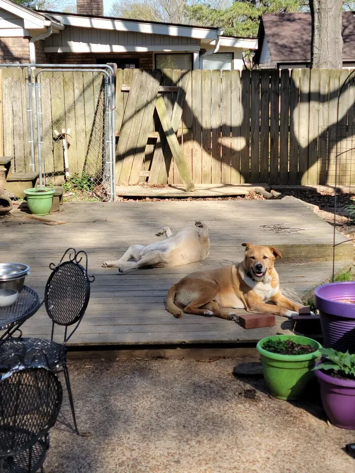 Olive (7y) And Buddy (12y) Both Adopted As Puppies From High Kill Shelter