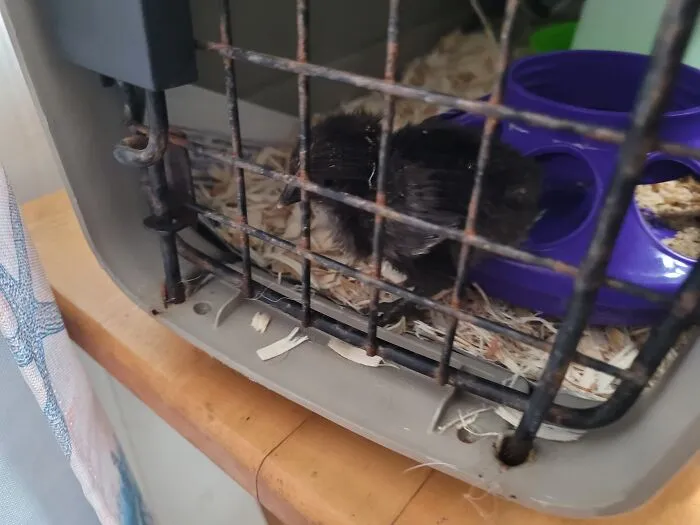 My Pet Chicken That Passed Away But I Figured This Would Be The Place To Share