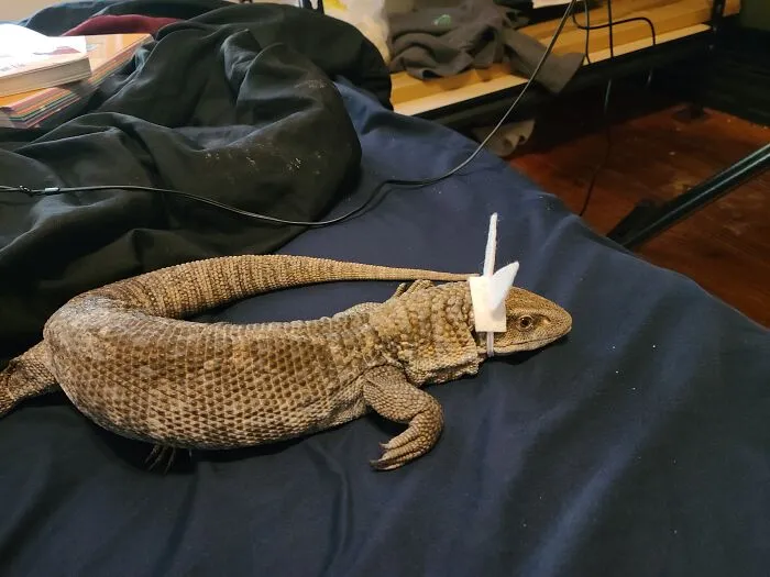 Hafte The Rare Bunmonitor (Savannah/Bosc)