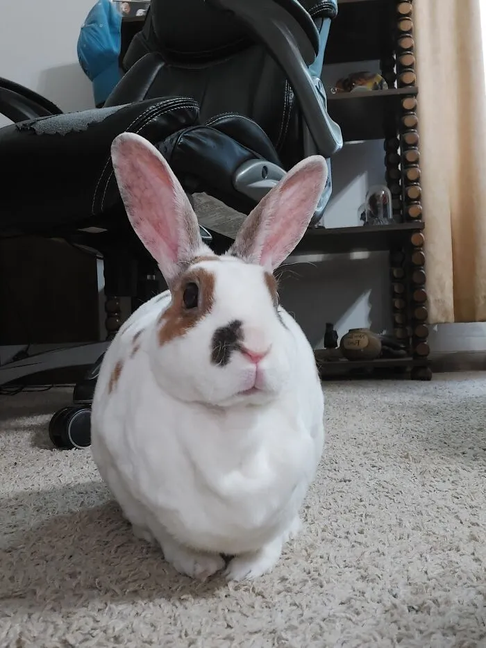 My Cute Bun-Bun Madi