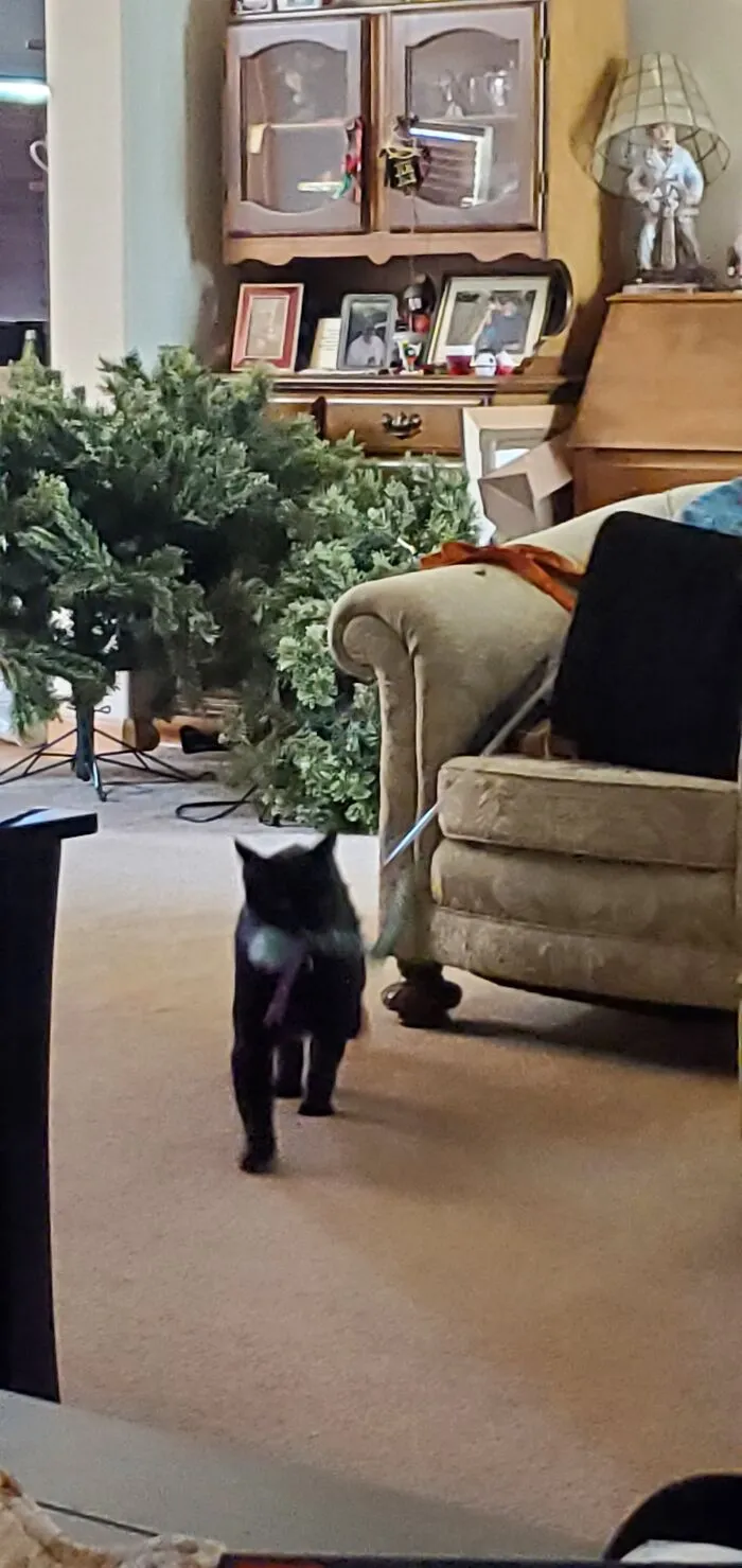 Kg Bringing Me His Cat Wand So That I Can Artfully Wave It Around Only To Be Ignored
