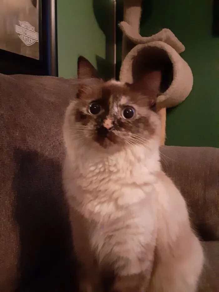This Is Sunshine. I Found Her When She Was About 5 Weeks Old, Just Sitting On A Street Corner Like She Was Just Waiting For Me To Pull Up And Take Her Home. She Is Our Little Fluffernutter