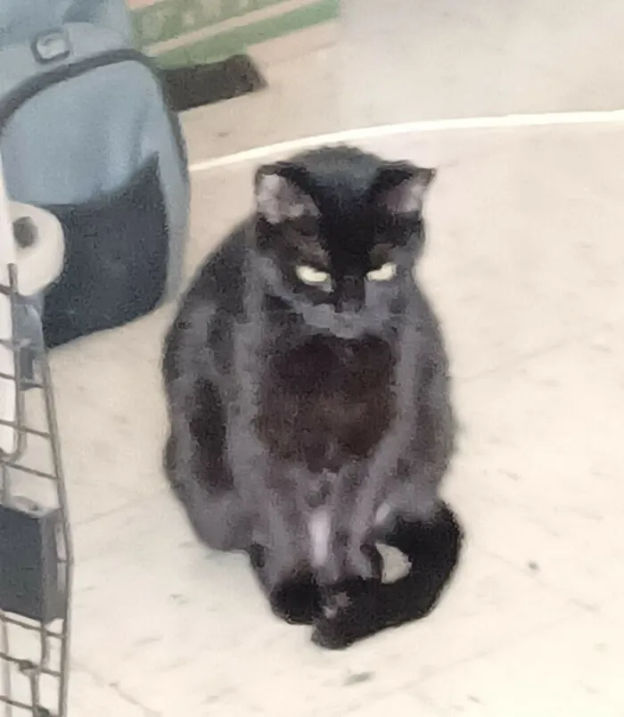 Mara Contemplating Life In Our New Place