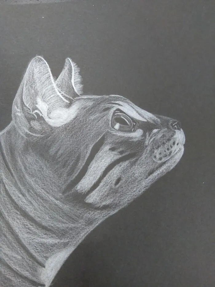 Kitty Cat! One Of My First Actual Attempts At Drawing Realism!