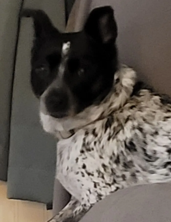 Meet Sadie, She Keeps Me Sane