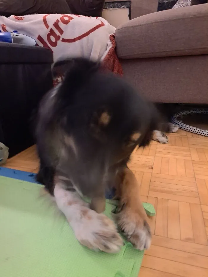 Thunder The Aussie Loves His Chew