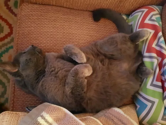 I Know You Wanna Rub My Belly