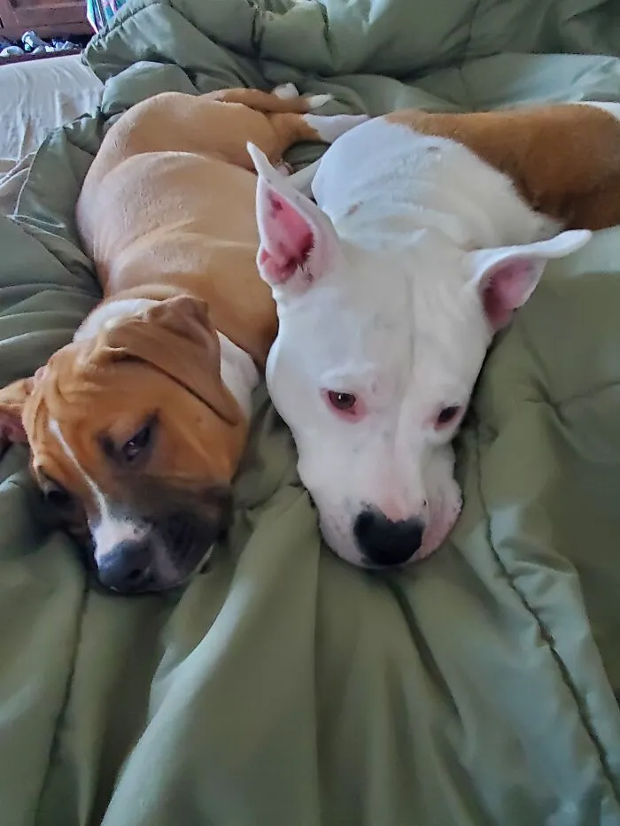 Tiny The Mastiff, And Stormi The Pitbull. Tiny Was Rescued From Horrible Conditions At 6 Days Old. Stormi Had Been Surrendered Twice To The Humane Society Before She Was 8 Months Old. They Are Now In Their Forever Home With Our Family