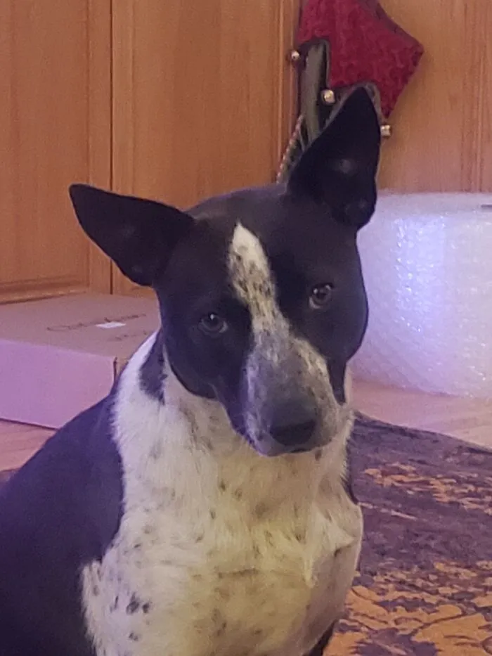 Seeet, Sweet Soul Kitty.  Dunped By A River With 5 Other Dogs And A Bunch Of Trash.  Sweetest Dog