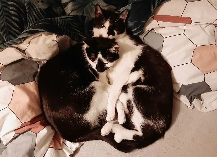 Rex & Cody