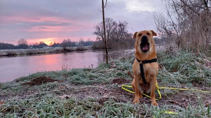Lucy Wants To Know Why Early Morning Walks Need To Be So Early