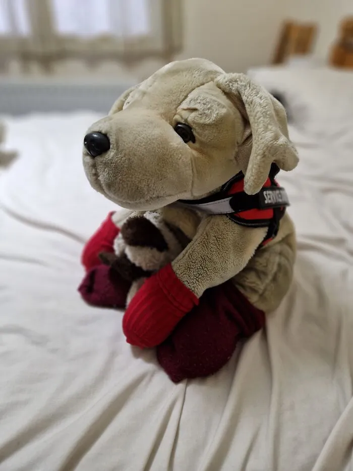 This Is Ziggy. Don't Let The Service Vest And Cute Face Mislead You, He's A Very Naughty Boy. Do Not Turn Your Back On Your Food. He's Holding Vinnie, But Vinnie Is Not A Real Dog, He's Just A Toy
