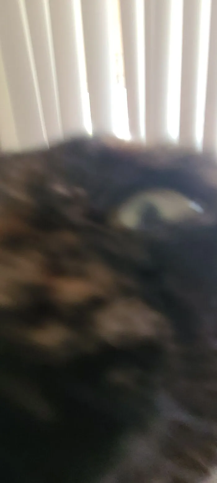 My Cat Pickles Reenacting The Underwater Photo Scene In Jaws 2
