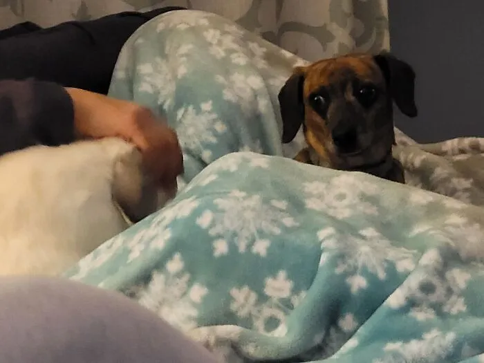My Dog Being Very Concerned That One Of My Bunnies Was On The Same Chair As Her. Fyi, She Is Safe To Have Around Them Because She Has No Prey Drive For Them