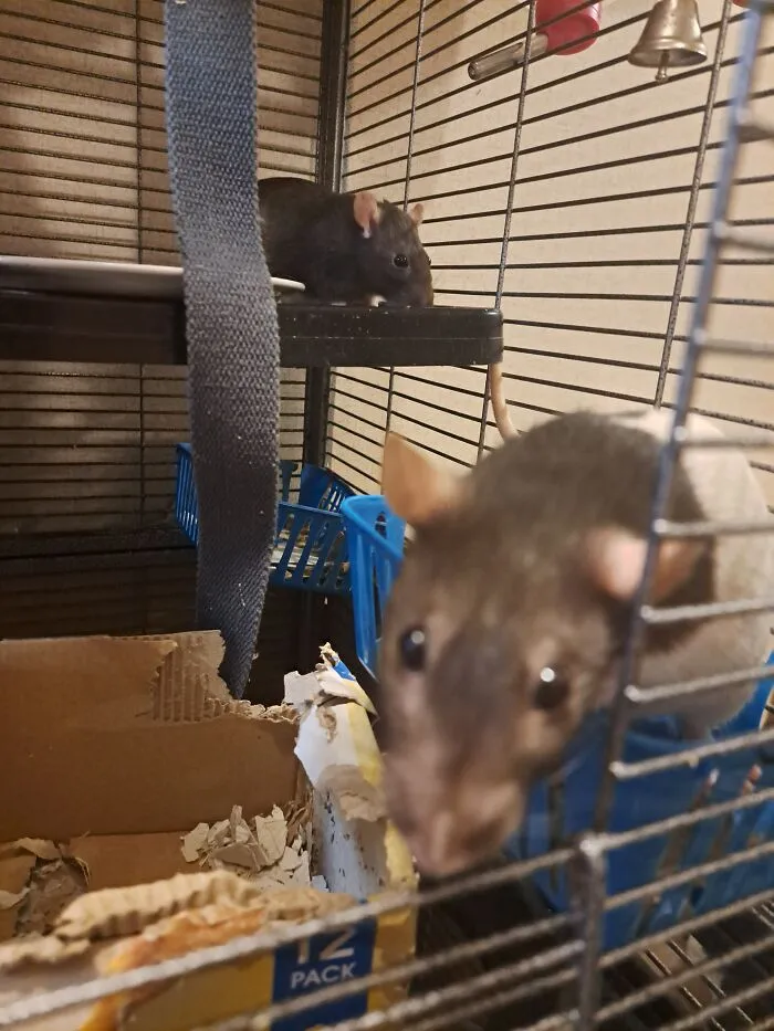 My Sweet Rats Snoot And Cookie