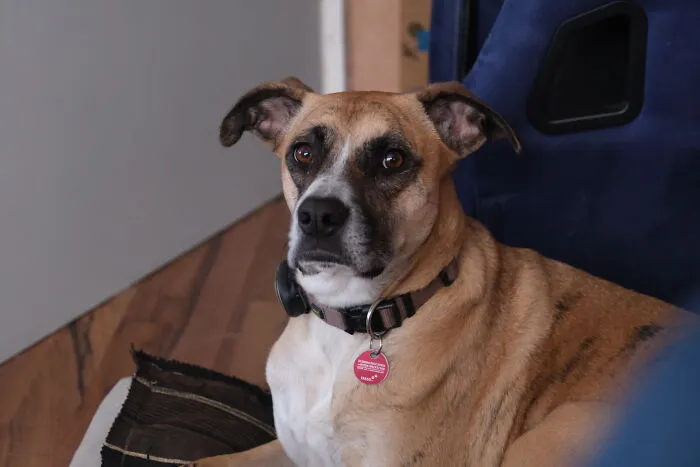 Street Dog From Spain, Not Amused Because It Is Winter And Snowing Here