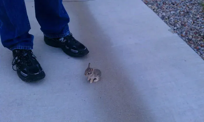 What Is This, A Bunny Rabbit For Ants?