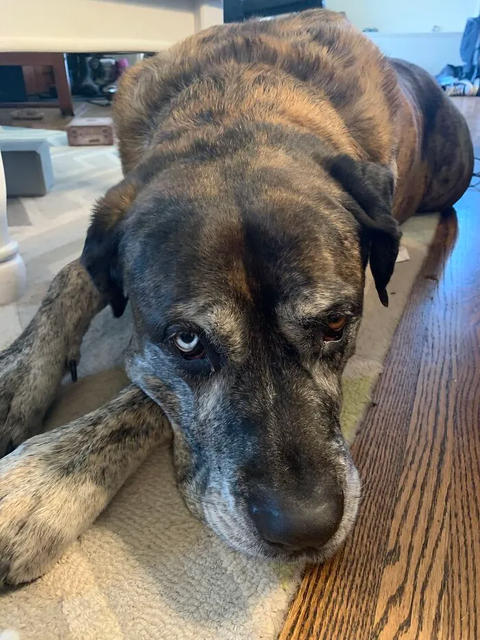 Handsome Buddy With Heterochromia