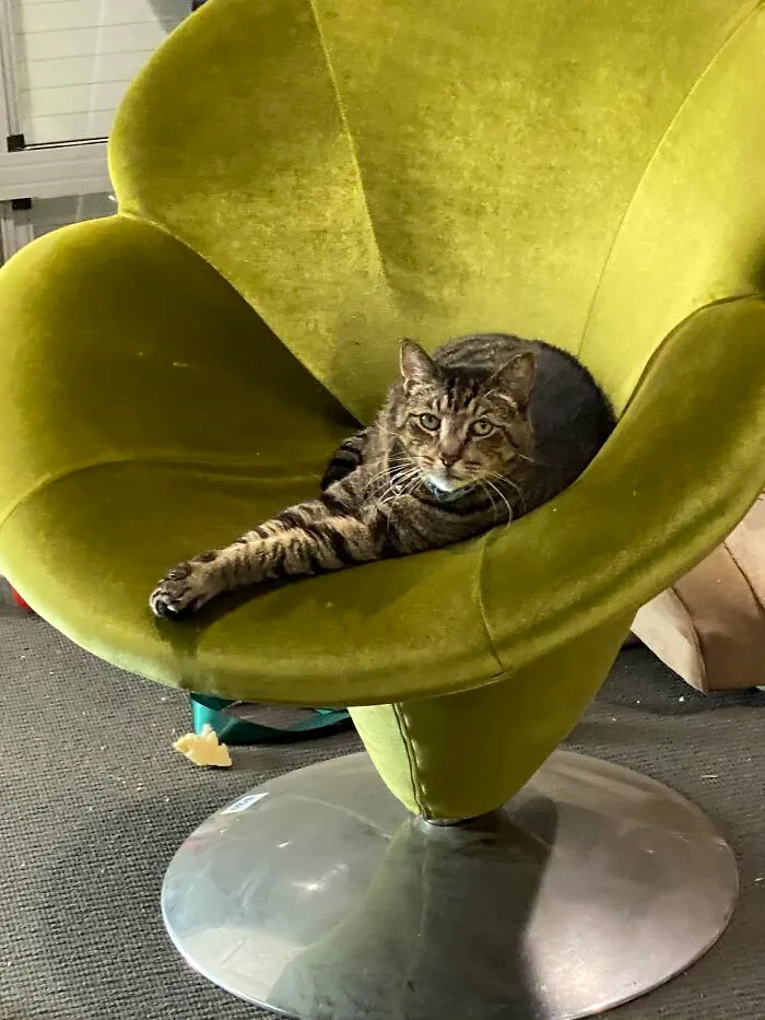 This Is Hobbes… He And His Sister Turned Up On Our Doorstep And Claimed Us As His Own When He Was A Kitten.  Much As He Claimed My New Thrift Store Chair About 2 Minutes After It Entered The House!