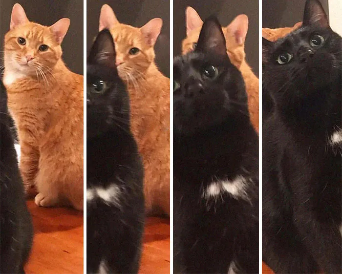 Total Eclipse Of The Cat