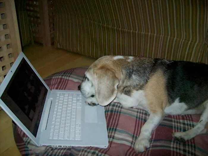 Programming / Signal Processing