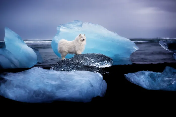 Little Ice Bear Húgó At Diamond Beach