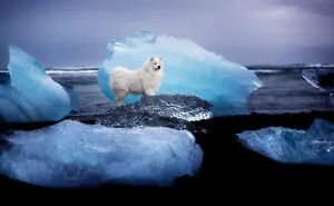 In The Land Of Ice And Dogs: My 40 Captivating Photos Of Iceland's Canine Residents