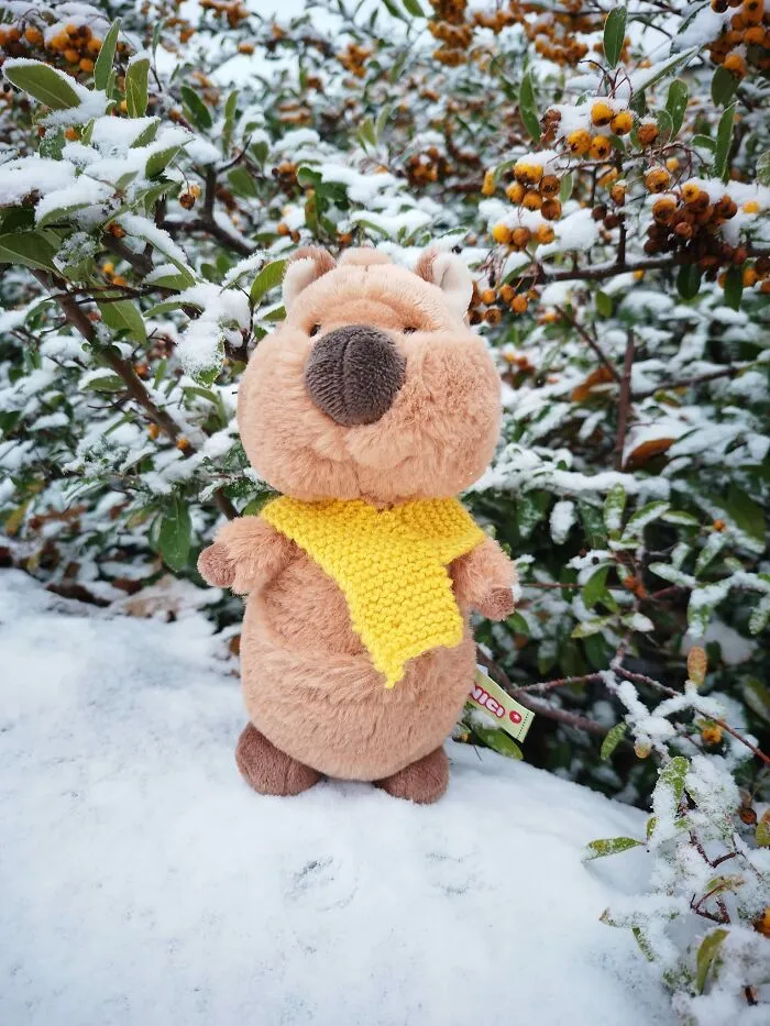 This Is Gary The Quokka, Who Goes On Adventures, And Often Gets Into Trouble!