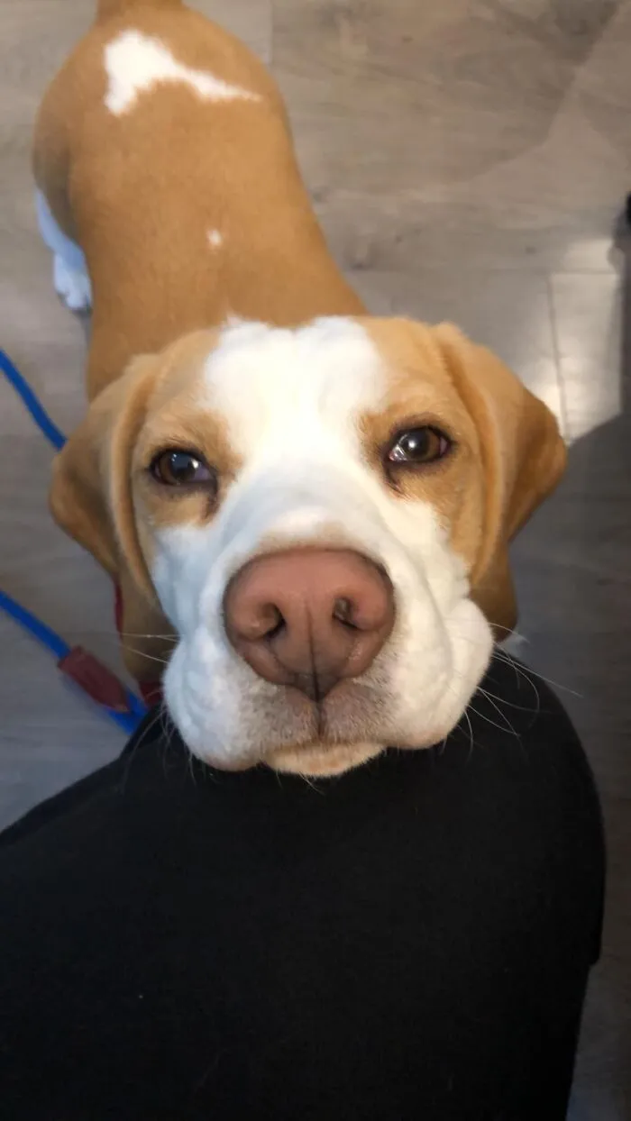 Izzy, el Beagle navideño, vino a la cena de Navidad y babeó bajo la mesa todo el tiempo