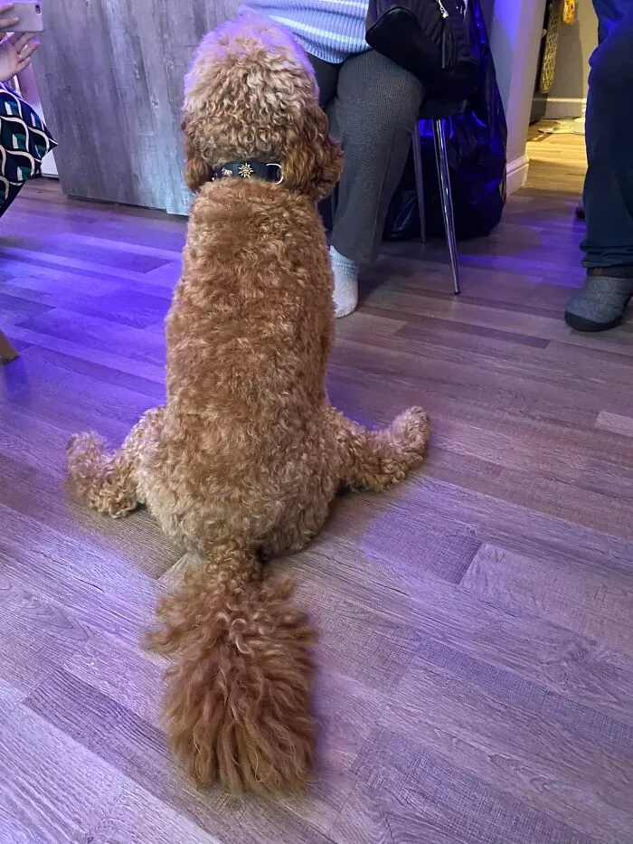 Conocimos a este adorable Cockerdoodle haciendo un Van Damme