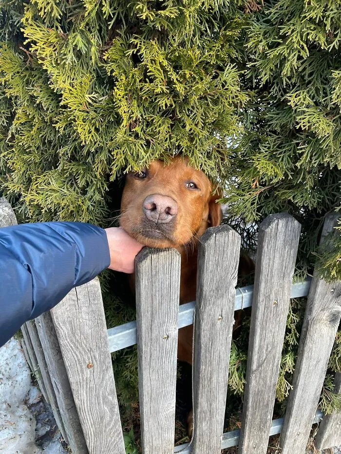 ‘Dogspotting’ Is A Group Where People Share Only The Best Unexpected Encounters With Dogs (50 New Pics)