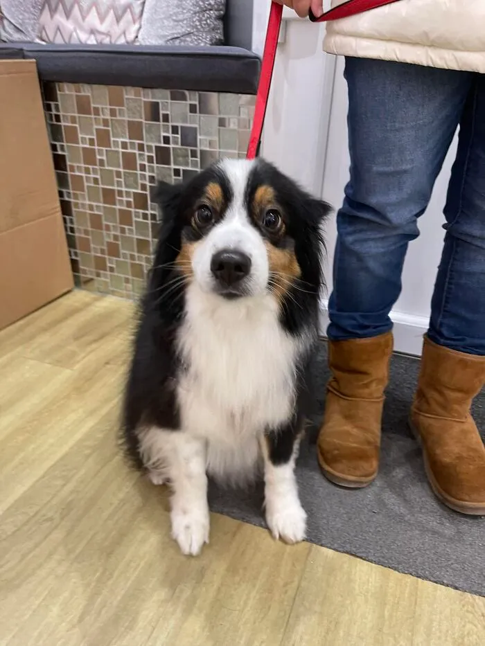 Lovely Doggy Came To Say Hi In Our Salon Yesterday