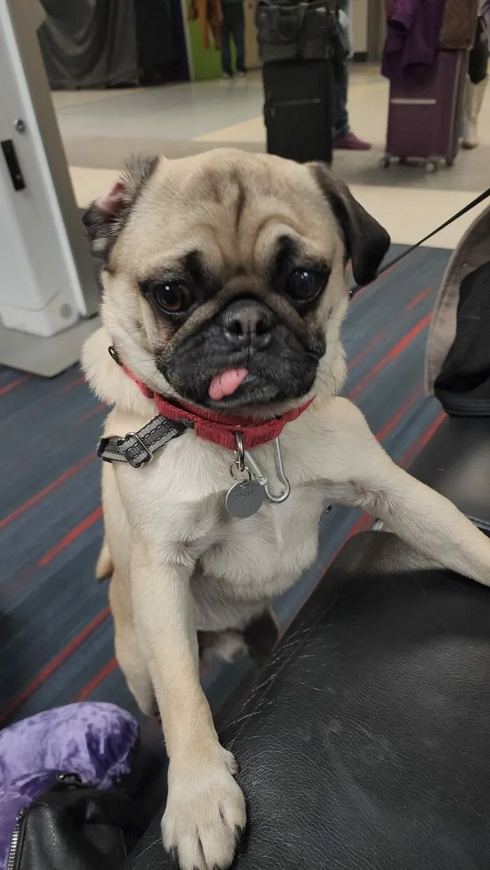 Conocer a Banjo durante mi escala en Dallas fue un honor y un privilegio. 10/10 Pese a la lengua por fuera
