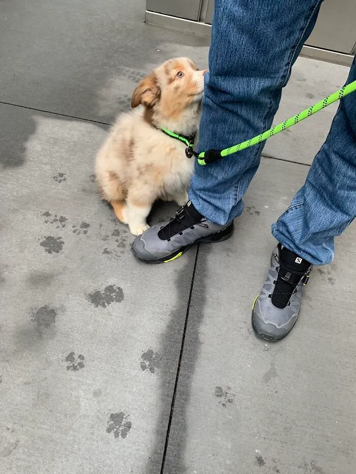 Mundo, conoce a Cappuccino, alias Capitán América, que tiene 6 semanas y va camino de Brasil desde aquí, Nueva York