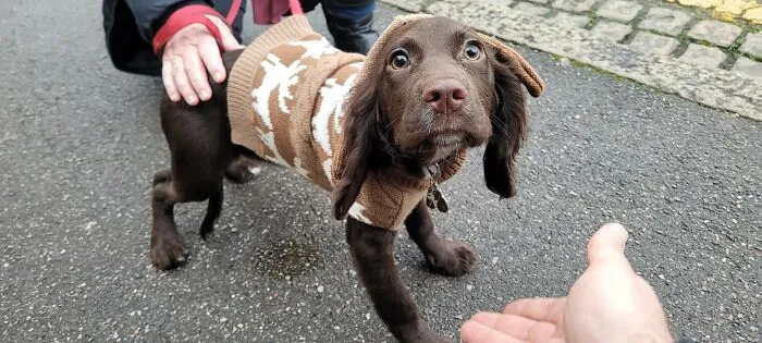 Izzy, de 4 meses de edad, es un Cocker Spaniel. Con jersey a la moda