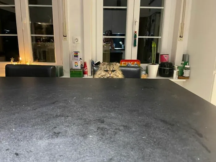 Esta es mi cocina, pero esa no es mi gata… Creo que ¿quiere comida?