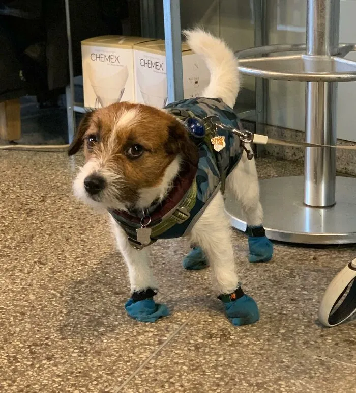 Kept This Little Gentleman Company While His Owner Went Potty