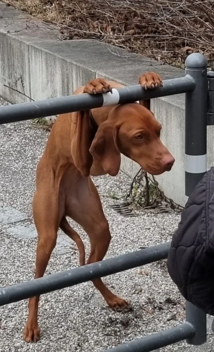 Spotted This Lovely Doggo Posing For His Owner In Munich, Germany