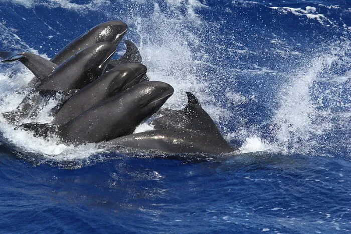 30 Of The Most Unusual, Most Mysterious, Or Just Weird Things Seafarers Ever Experienced During Their Journeys