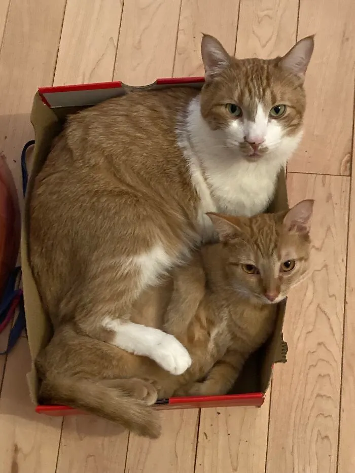 Ernie And Billie. Both Rescues. He Is Three Years Old, And She Is 8 Months. They Bonded From The Instant They Met