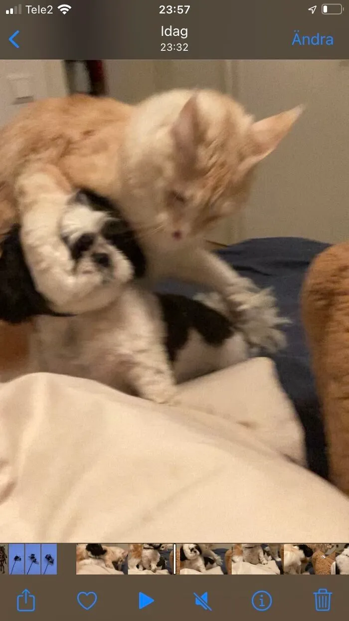 I Have Murder Mittens