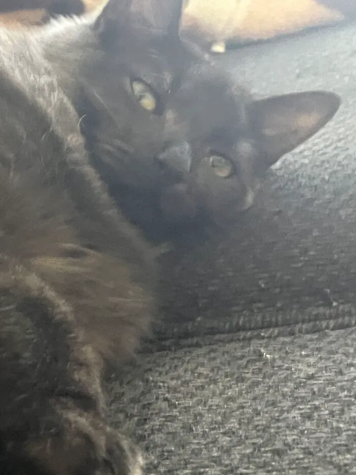 My Kitten Luna