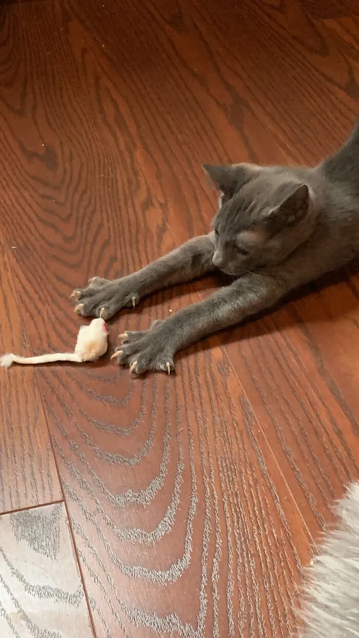The Blurry Murder Mittens Of Baby Evan