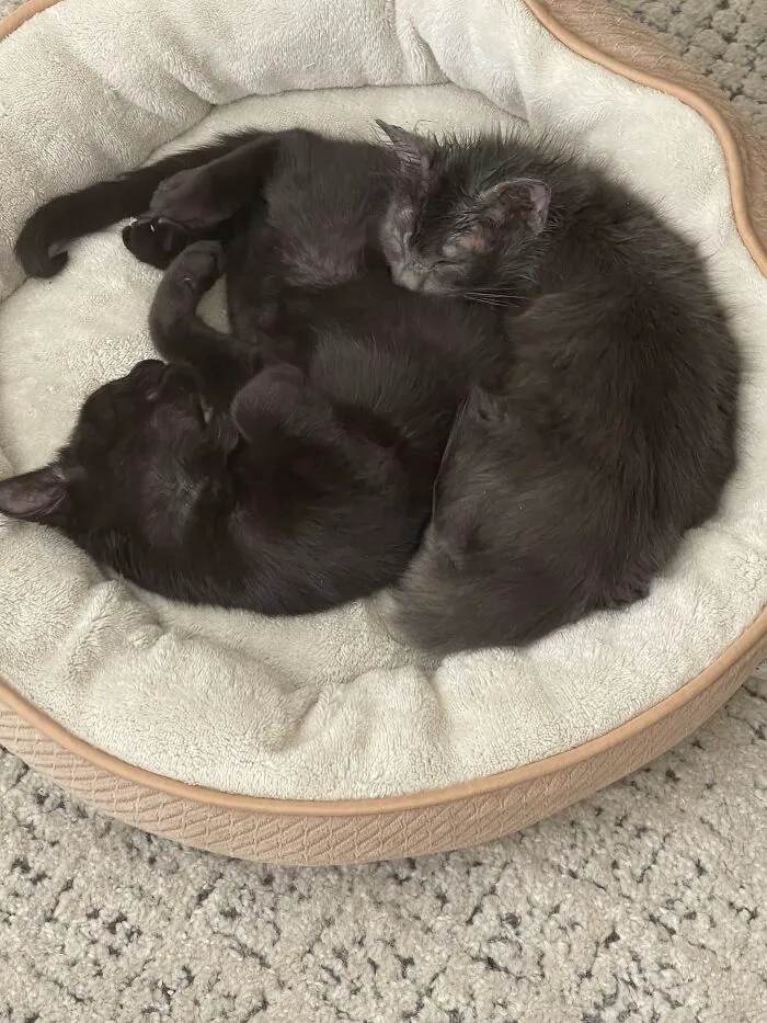 Loki (Left) And Lola. Adopted Both From The Shelter. They Are Not Related But Are Best Buddies