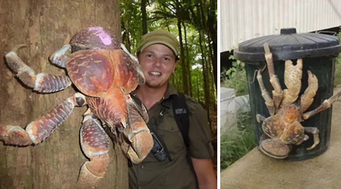 Coconut Crabs Can Grow Upto 1m In Size. Their Claws Are Always Asymmetrical With The Left Claw Significantly Bigger Than The Right